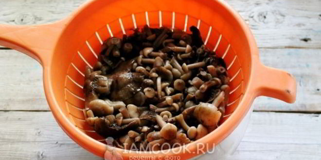 Рецепт засолка опят на зиму горячим способом в банках