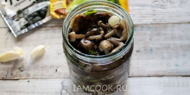 Рецепт засолка опят на зиму горячим способом в банках