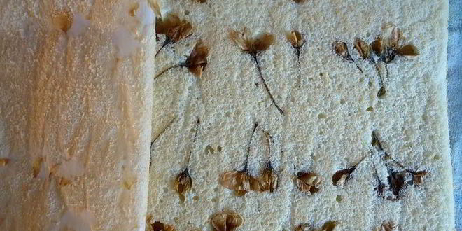 Рецепт бисквитный рулет с яблочным парфе