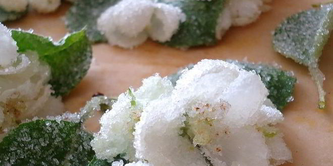 Рецепт бисквитный рулет с яблочным парфе