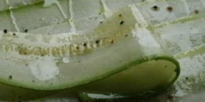 Рецепт рулетики из цуккини